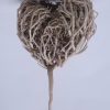 La rose de Jéricho est réputée pour ses bienfaits sur la fertilité et ses effets bénéfiques sur le cycle menstruel (douleur et régulation).